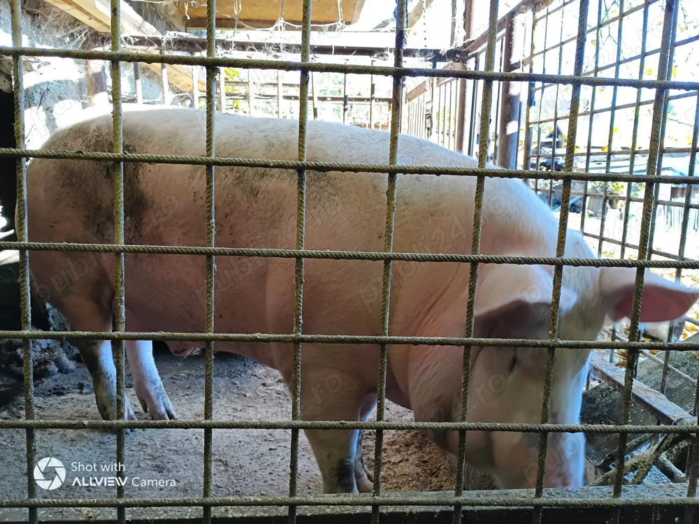 Porc crescut în gospodărie proprie! 