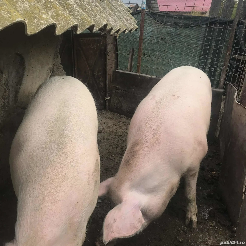 porc.pentru.craciun..