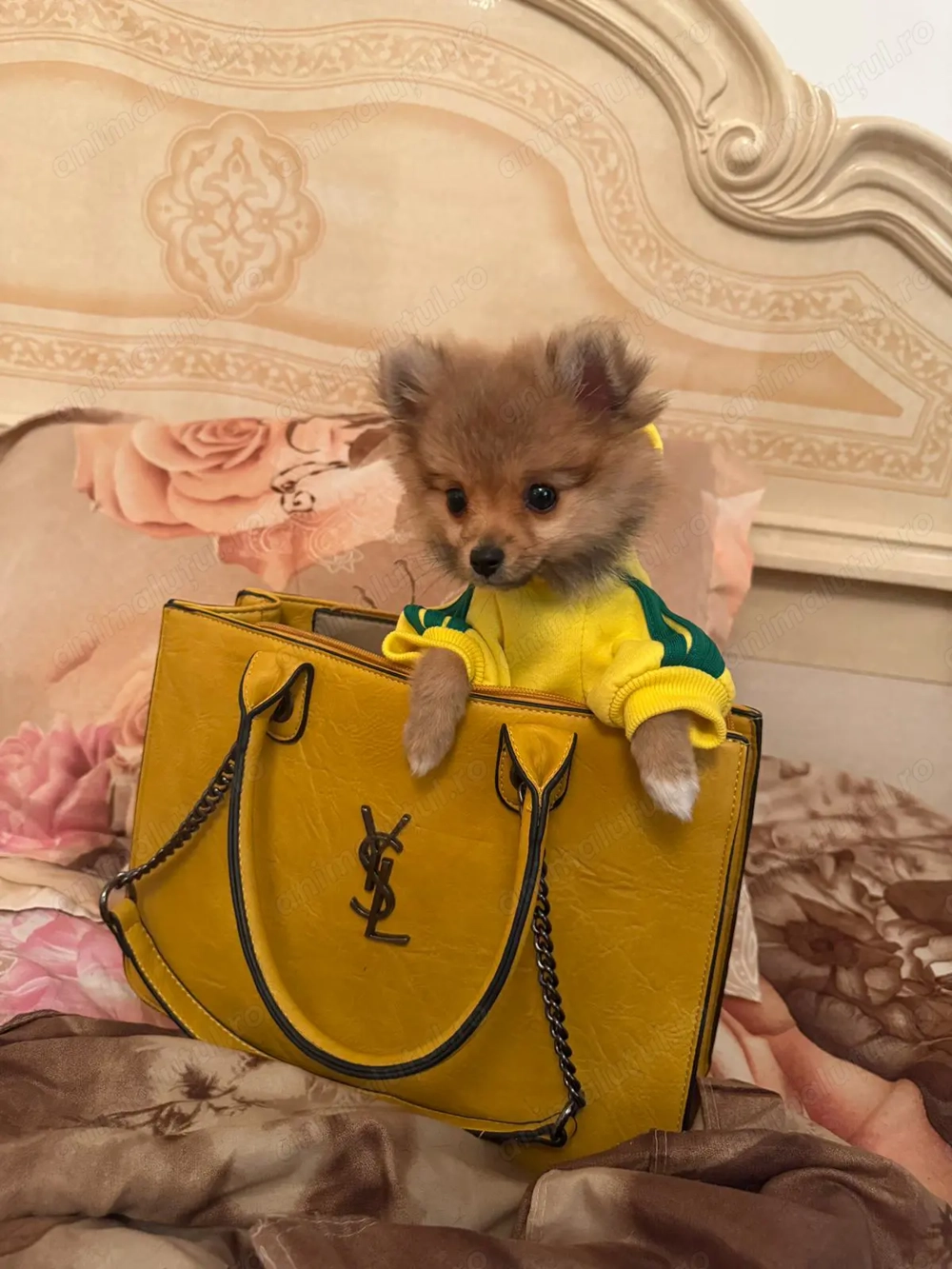 Pomeranian de vinzare