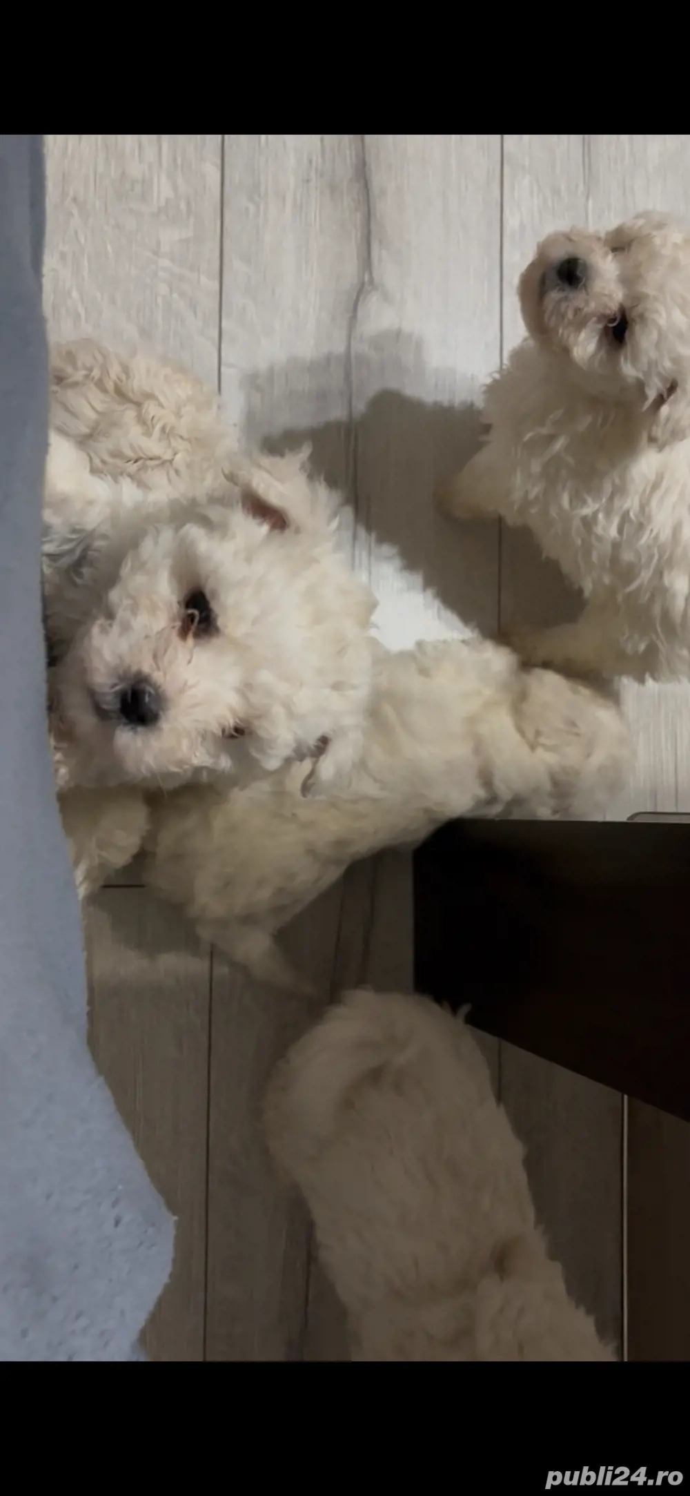 Bichon Bolognese de vanzare!!! Bichon Bolognese de vanzare!!!