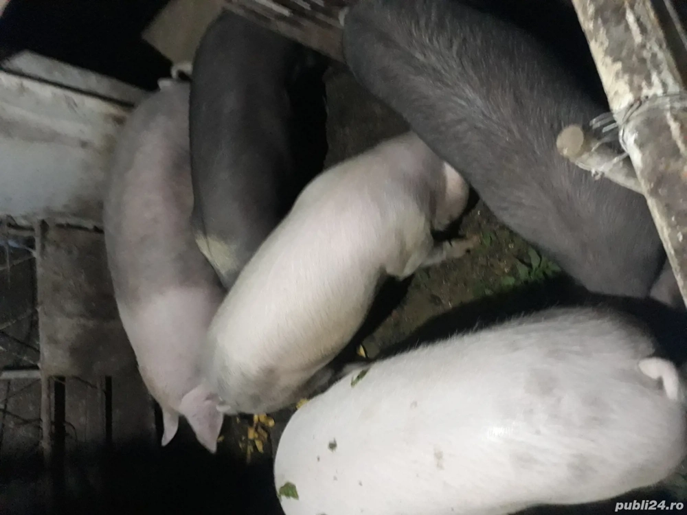 DE,VÂNZARE,porci,de,sacrificat!