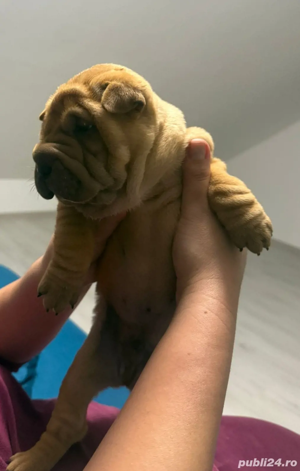 Shar Pei puiuți