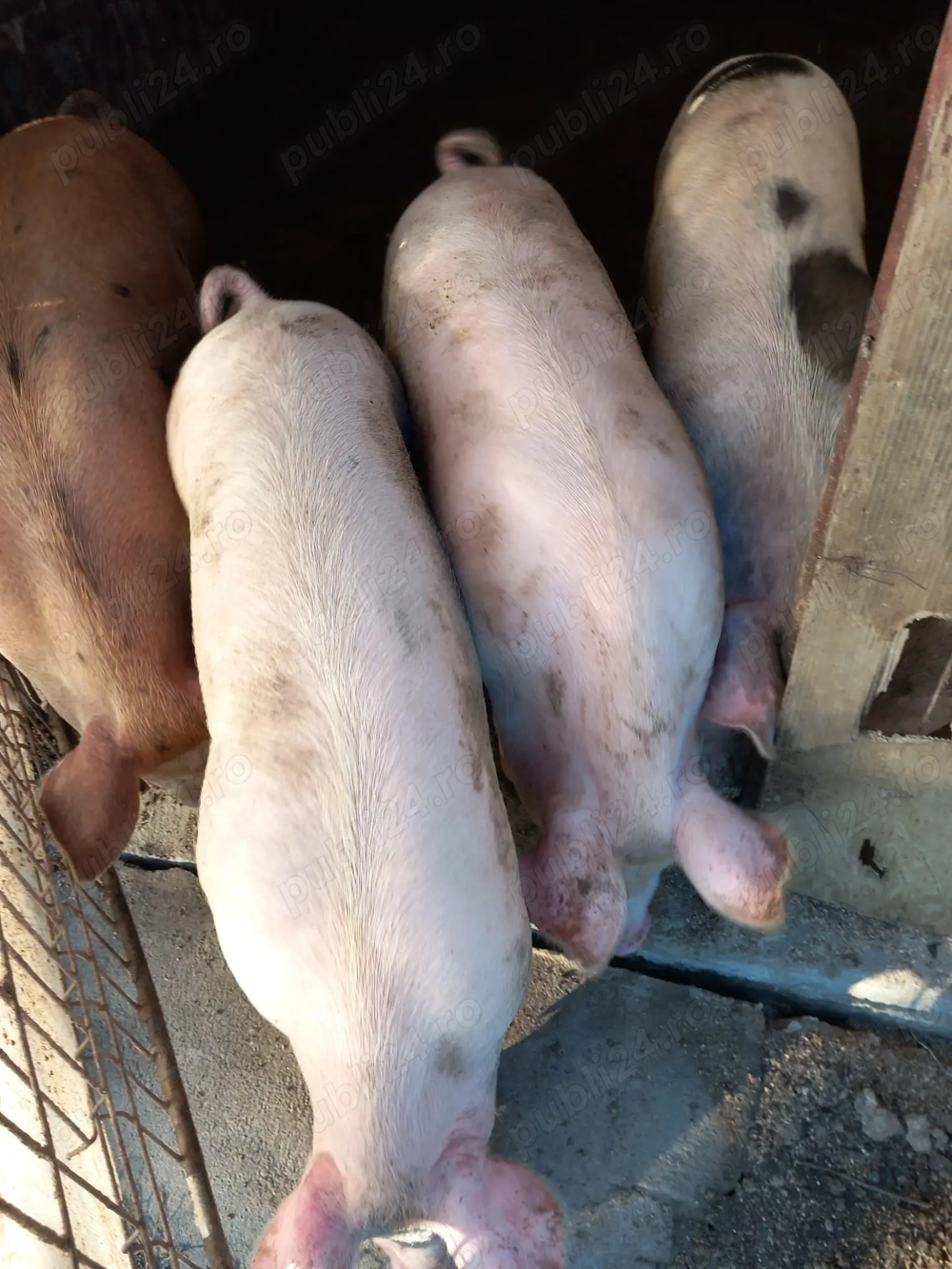 Porci si purcei  de vânzare  Porci si purcei  de vânzare