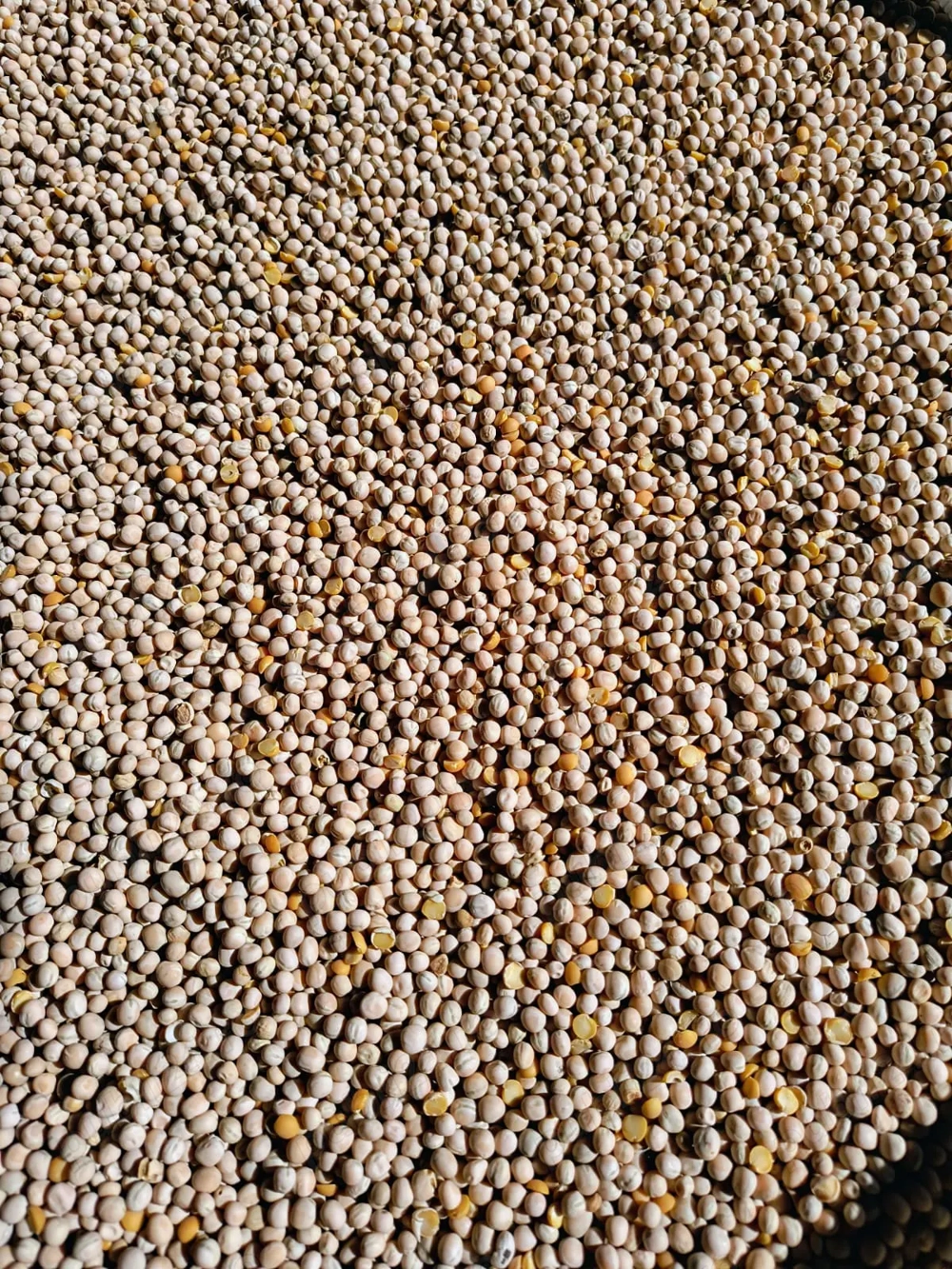 Vând mazăre furajeră