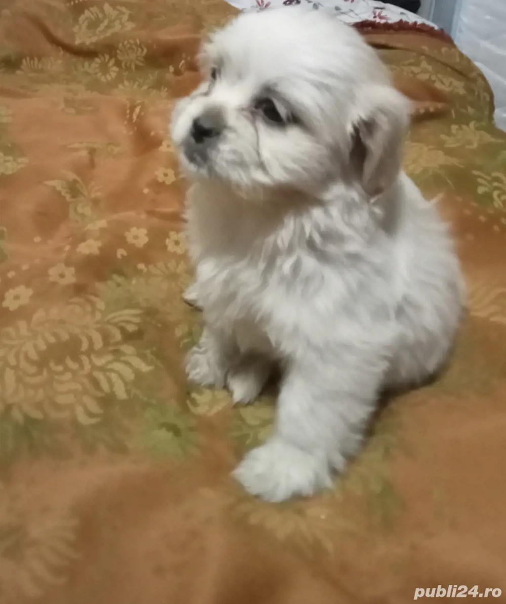 Căței bichon 