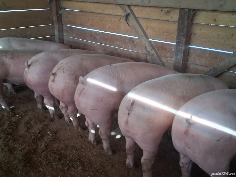 vând porci 135-140 kg,Rasa de calitate Pic &Zeiger  ,carne  100%! vând porci 135-140 kg,Rasa de calitate Pic &Zeiger  ,carne  100%!