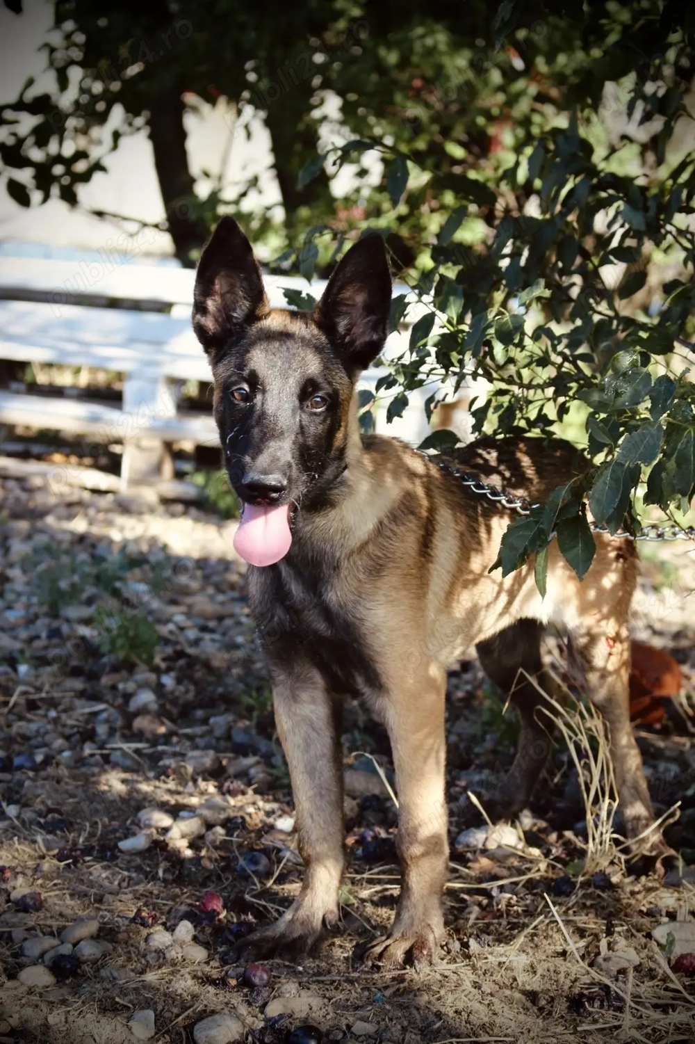 Malinois cu Pedigree