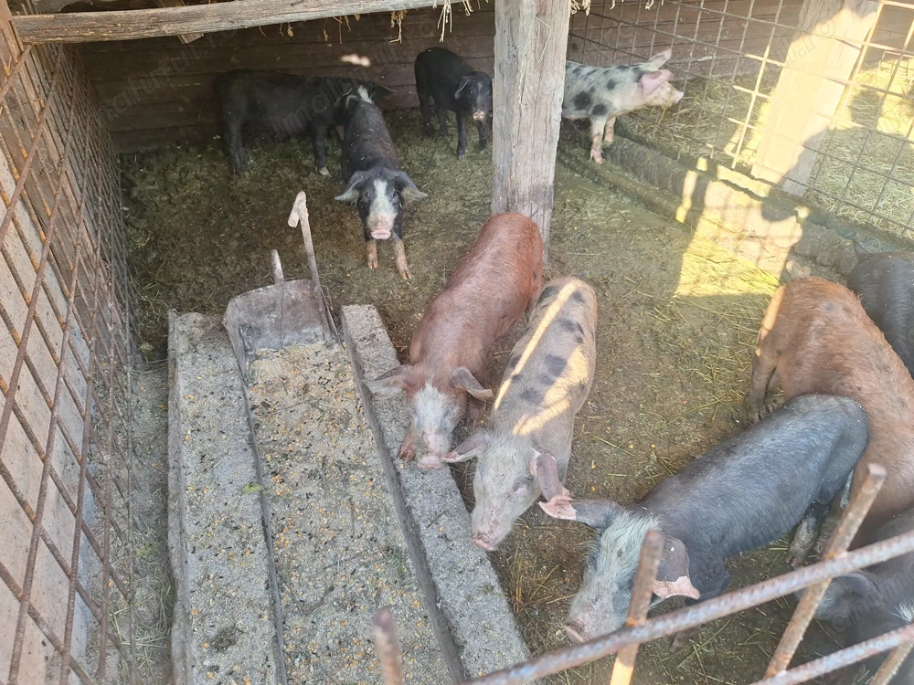 Purcei intarcati ieftini