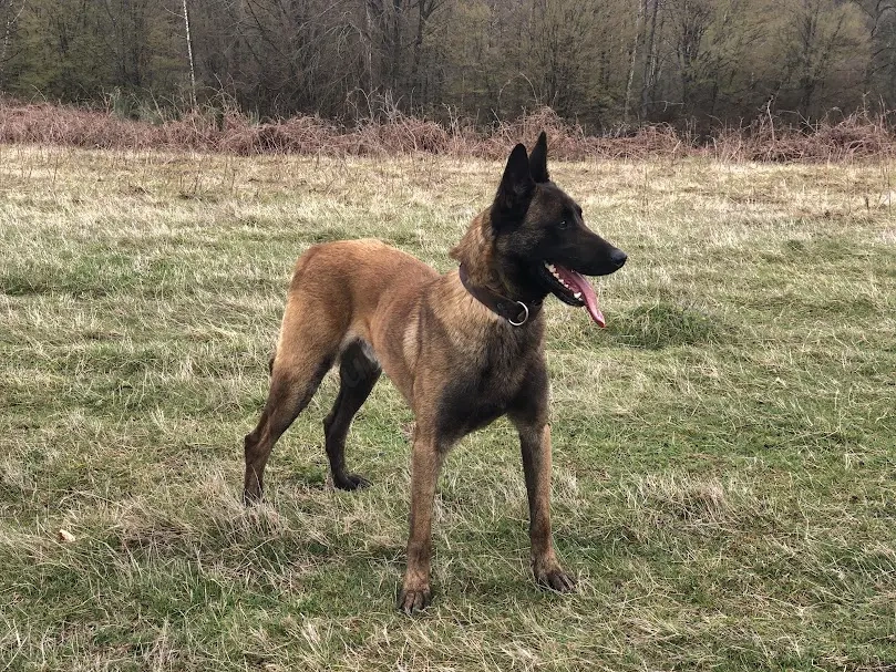 ciobanesc belgian malinois