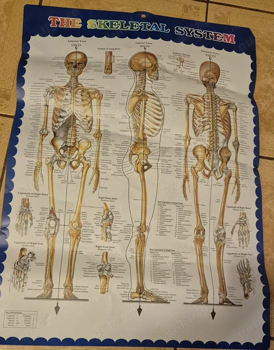 Oasele scheletului uman pentru studiu (400 lei negociabil)