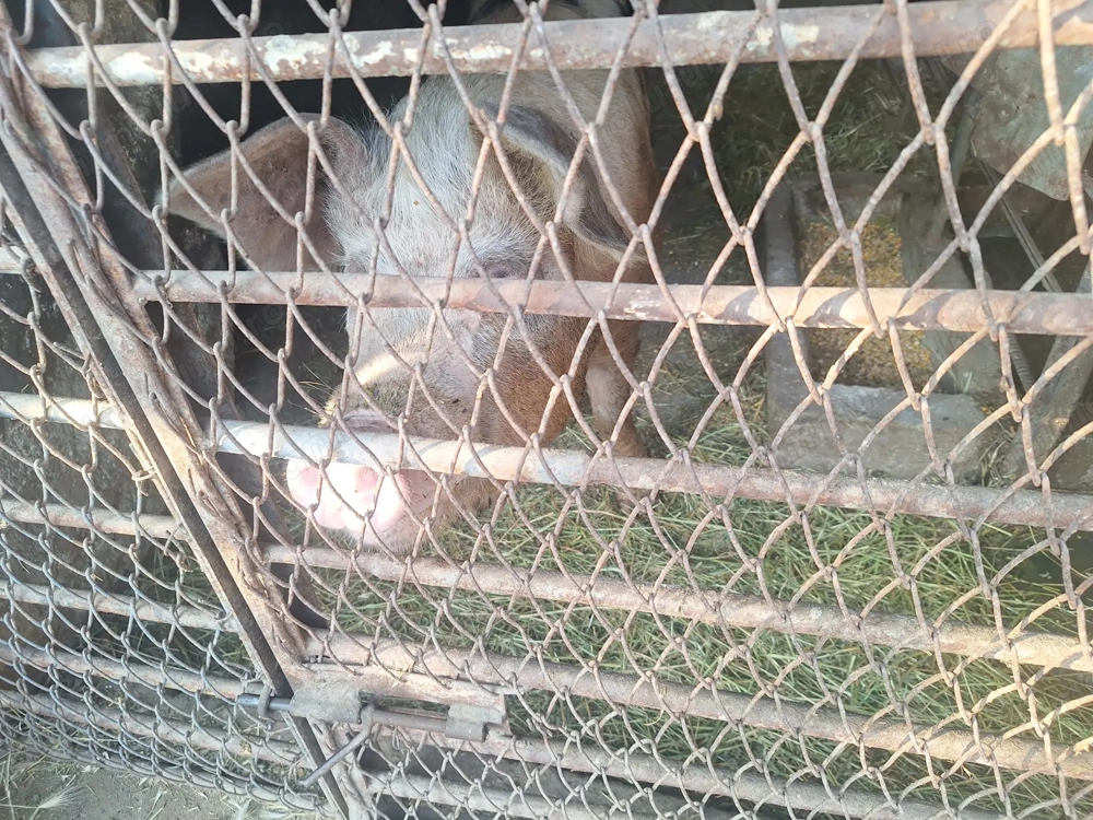 Porci mari de vanzare 