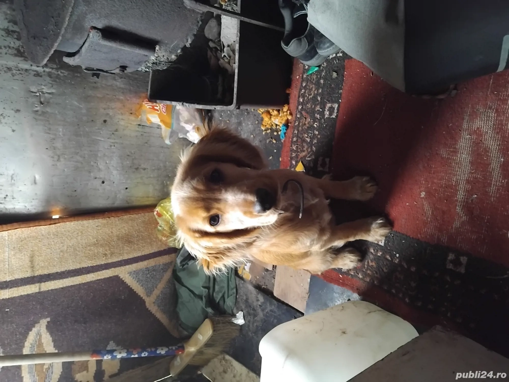 vând caine  vând caine