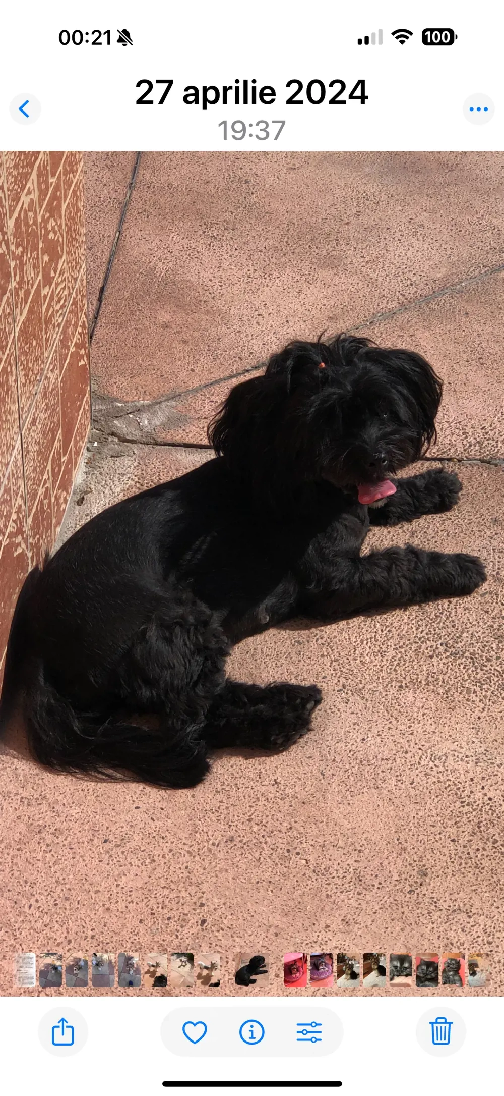 Femela metis yorkshire terrier black