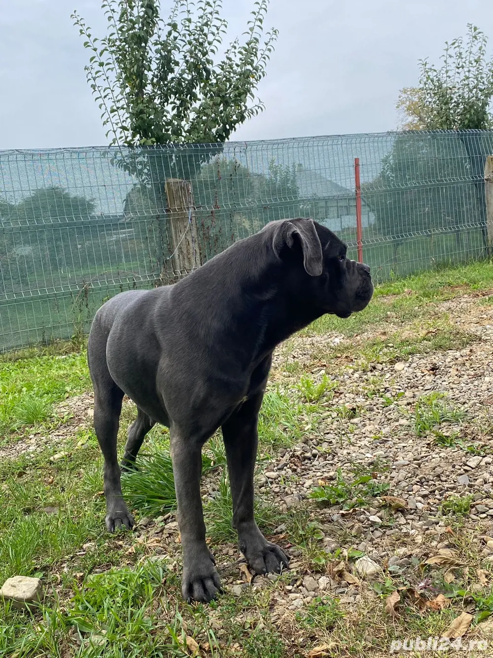 vand femela cane corso varsta 2 ani vand femela cane corso varsta 2 ani