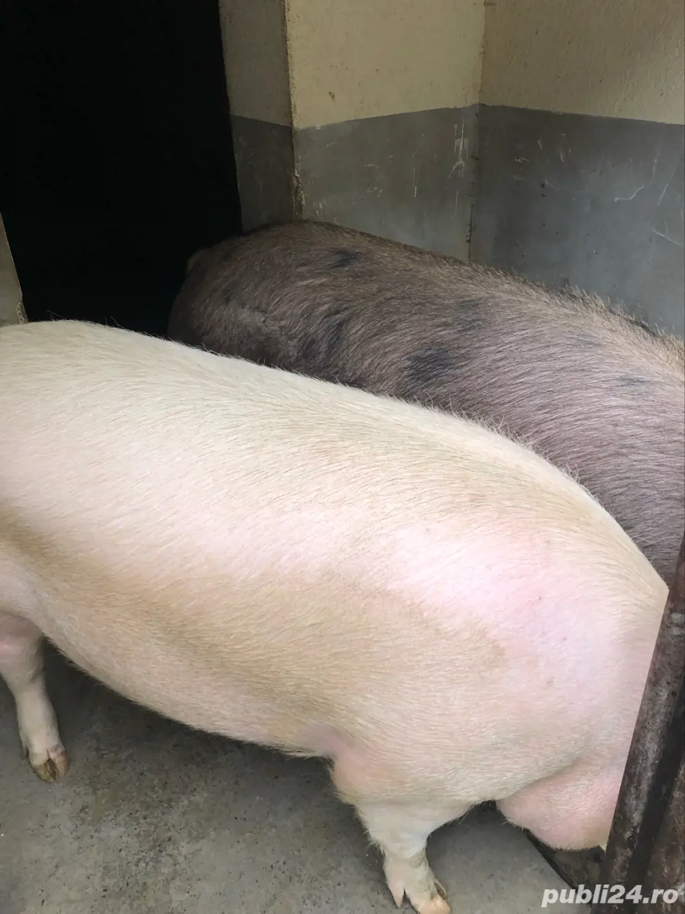 Scroafa pentru sacrificat Scroafa pentru sacrificat