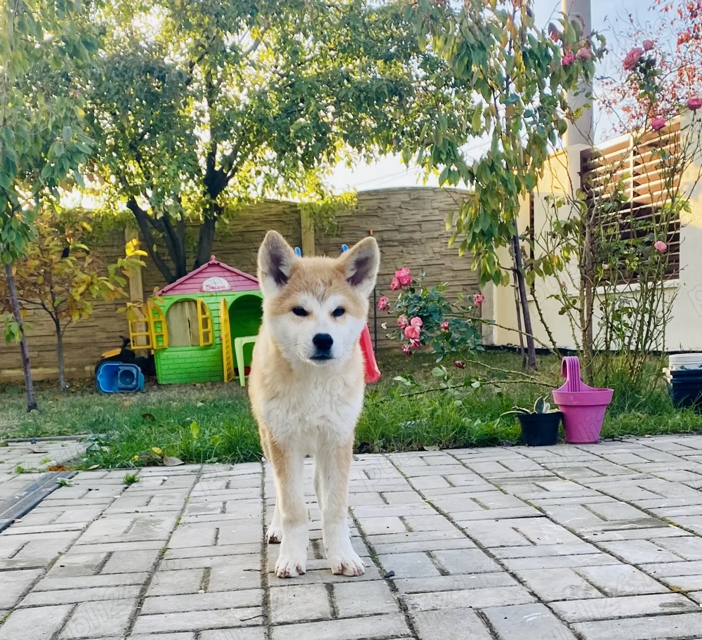 Pui akita inu din părinți cu pedigree tip A