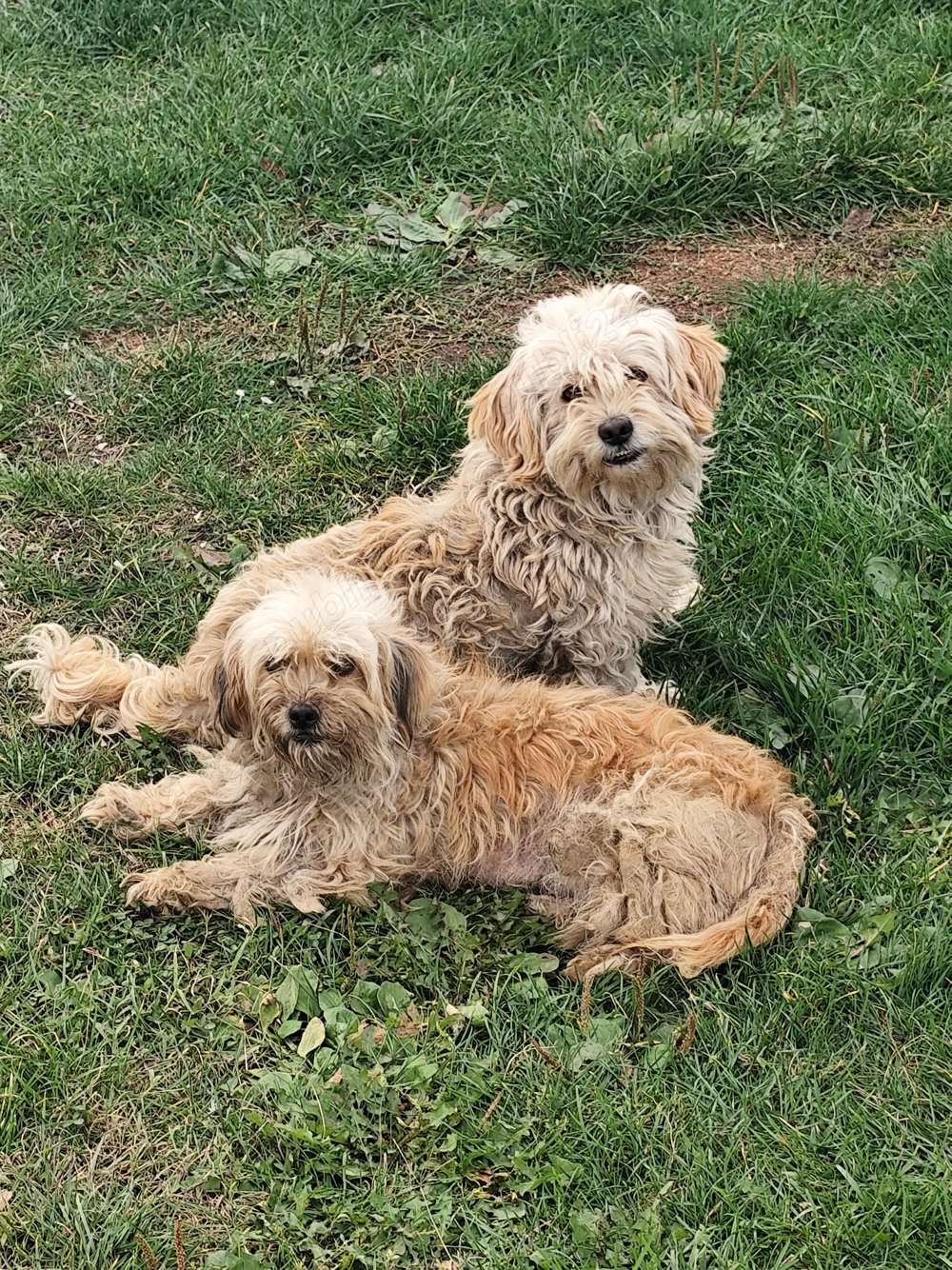 Donez spre adopție cățelușă Bichon Havez + 3 pui de 9 sapt