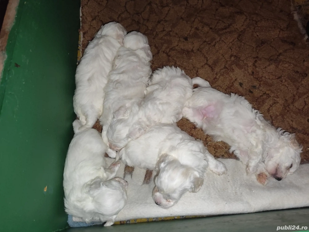 bichon frize bichon frize