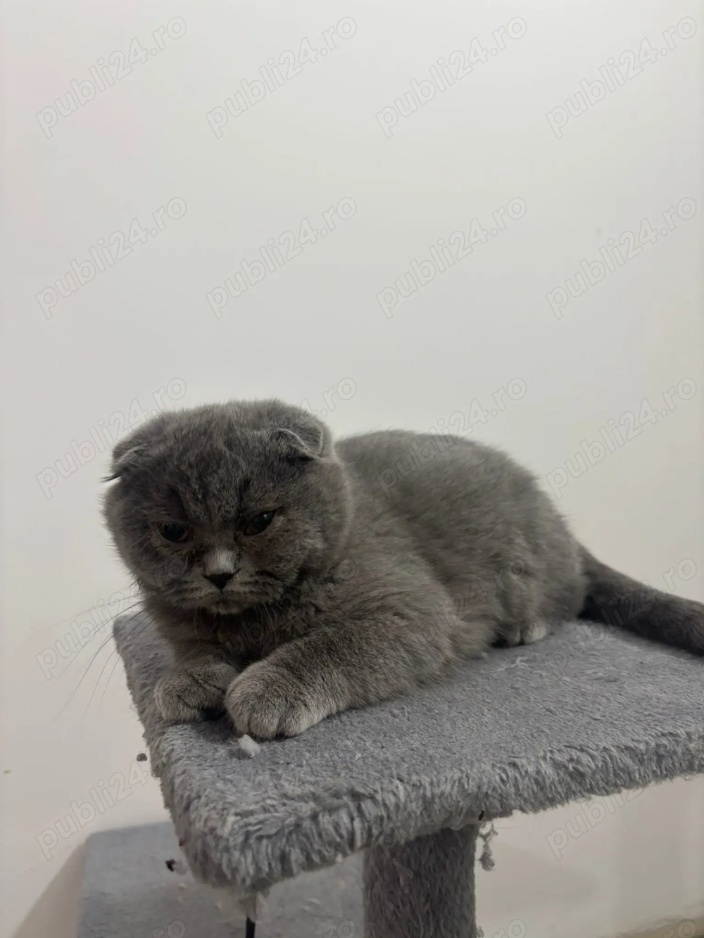 Pisici scottish de vânzare 