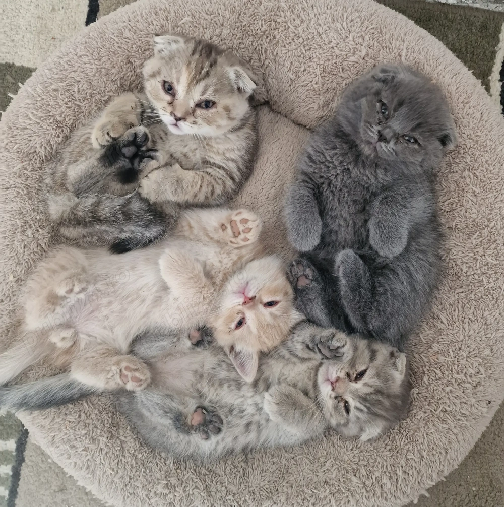 Vând pisici scottish fold Vând pisici scottish fold