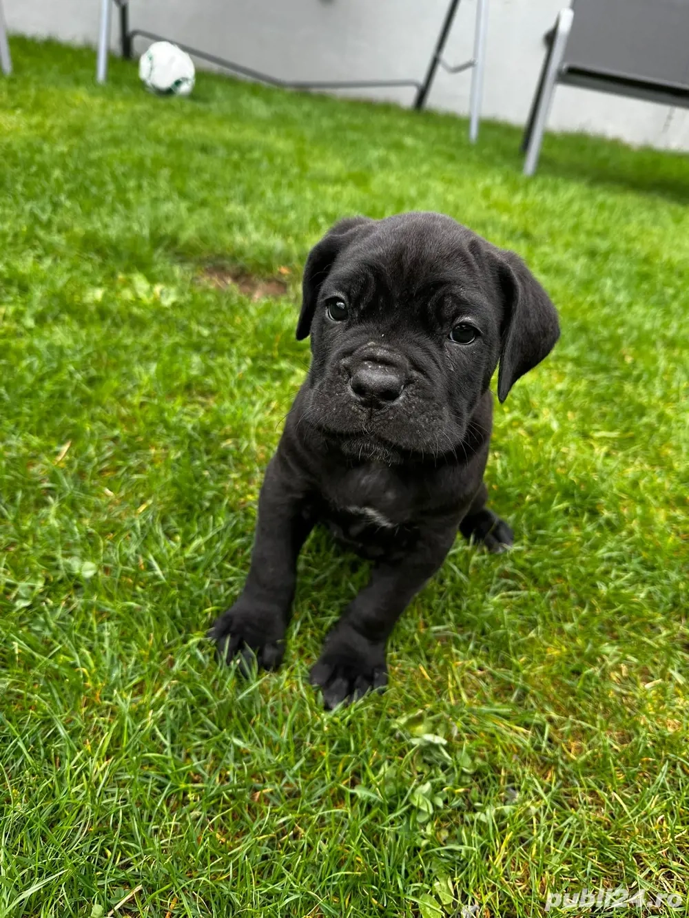 Femela Cane Corso 