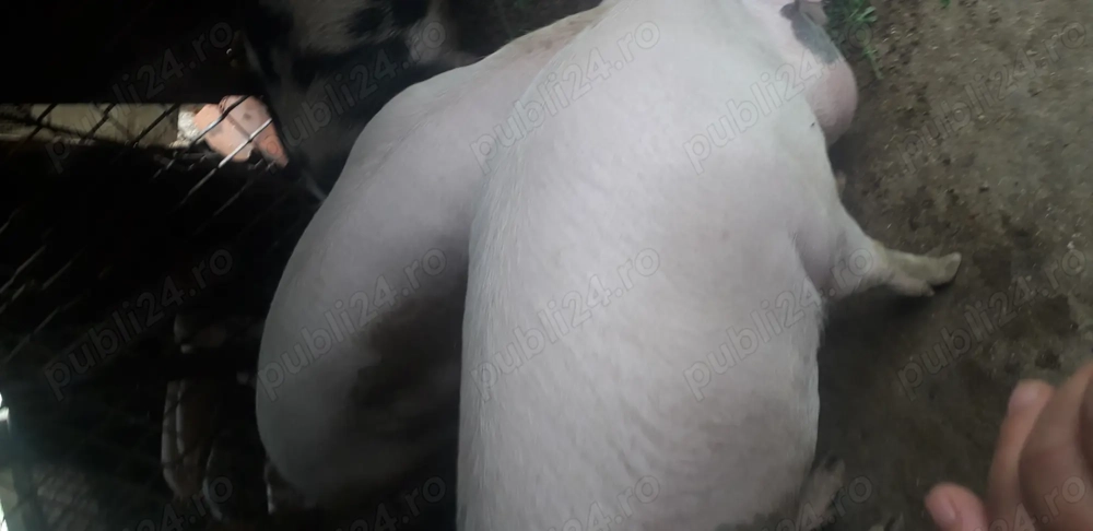 Vind porc de carne 140-150 kg aproximativ