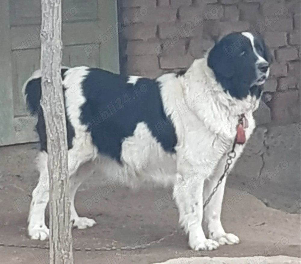 Ciobănesc de Bucovina