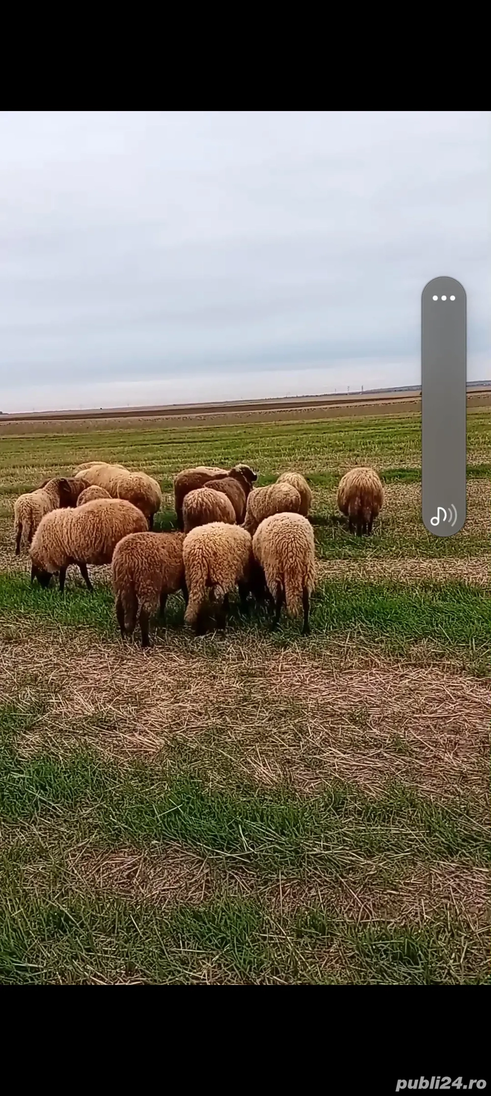 berbecuț de vânzare 