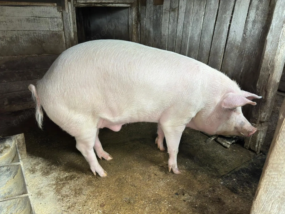 Porc de vanzare 170kg