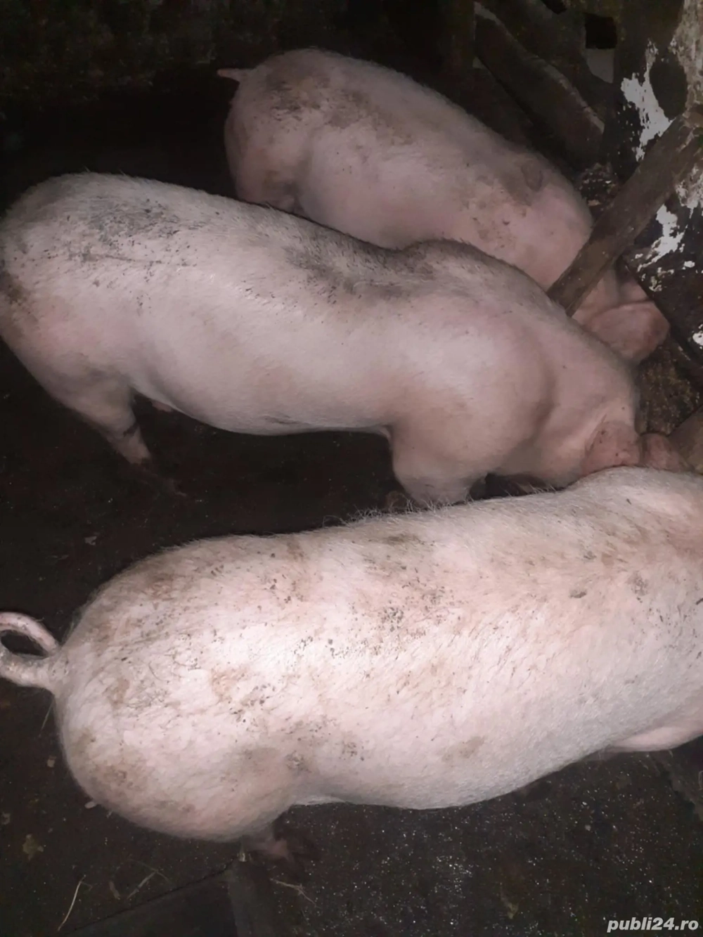 vand porci 40 kg vand porci 40 kg