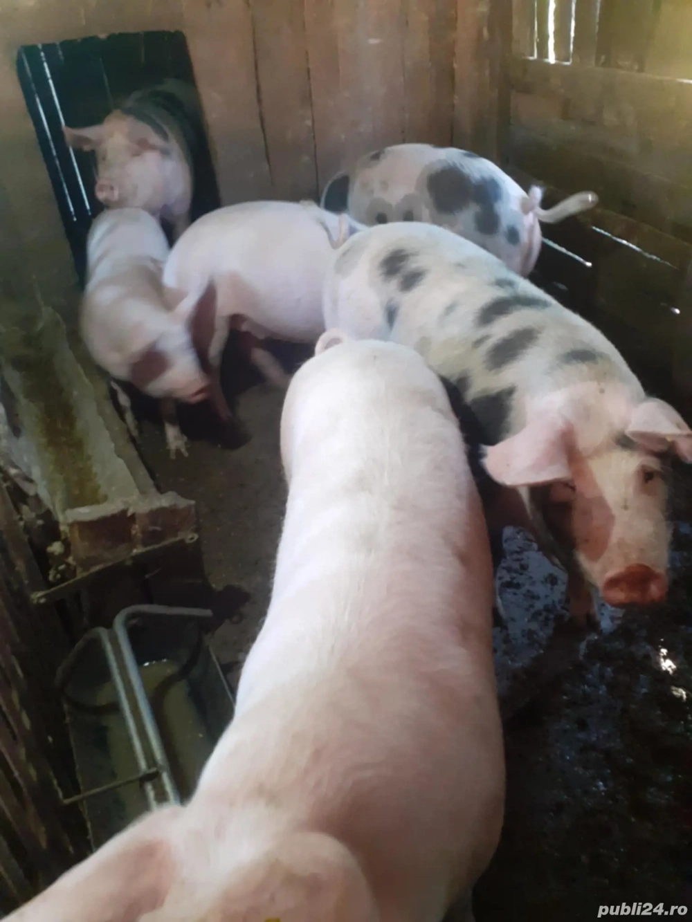 vand porci crescuti cu faina si iarba  vand porci crescuti cu faina si iarba