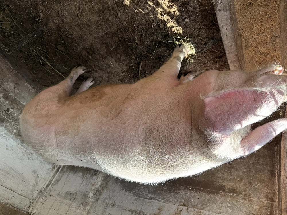 Vând purcea de 400kg  Vând purcea de 400kg