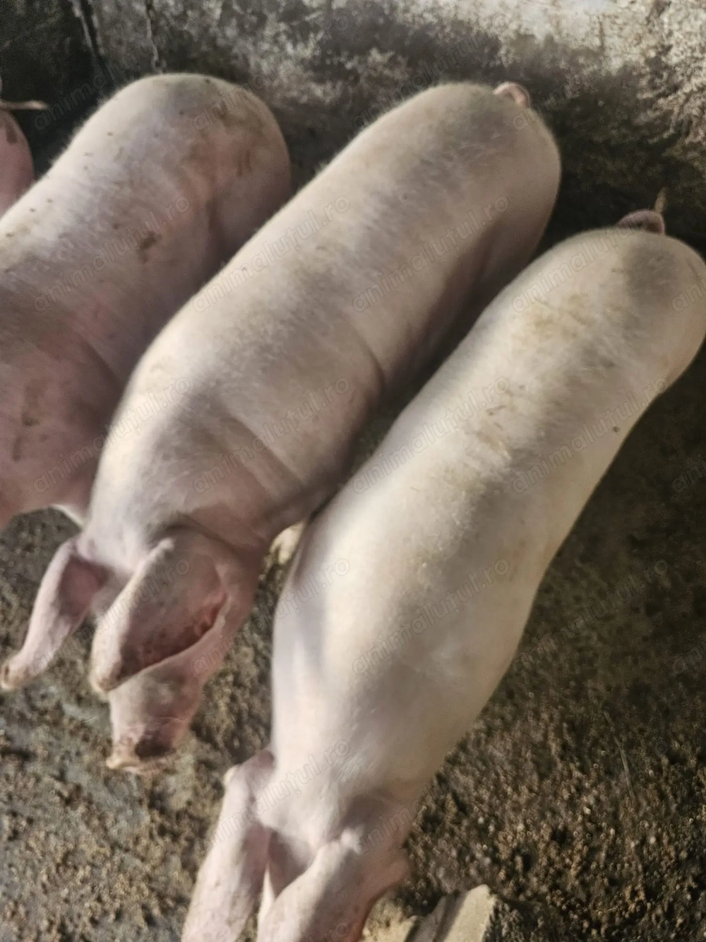 Vând porci pentru Crăciun  Vând porci pentru Crăciun