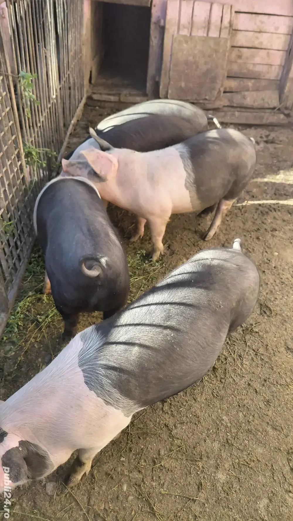 Porci pentru sacrificiu Porci pentru sacrificiu