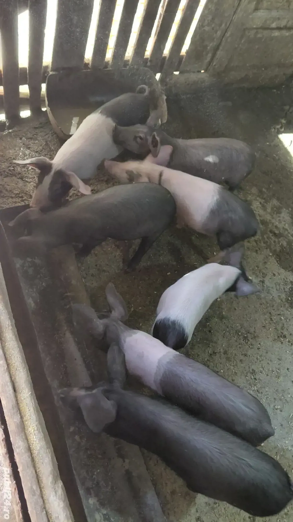 Vand purcei Vand purcei