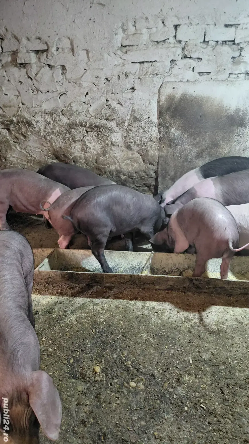 Vand purcei Vand purcei