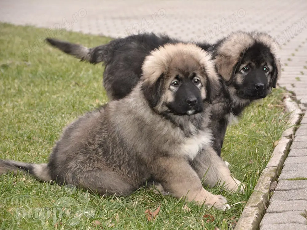 Oferta ! Pui Ciobănesc Carpatin . Asigur transport  Oferta ! Pui Ciobănesc Carpatin . Asigur transport