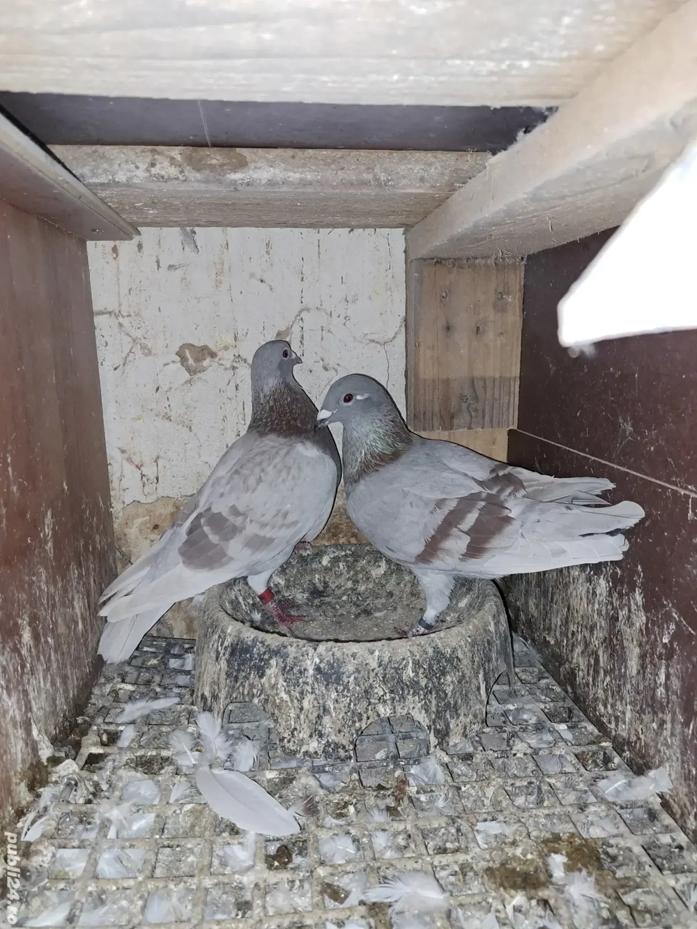 vand porumbei din matca 