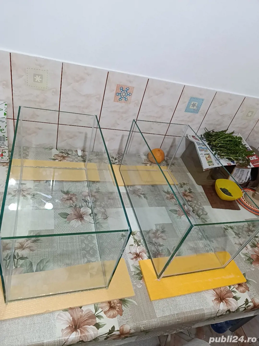 acvariu pesti si plante