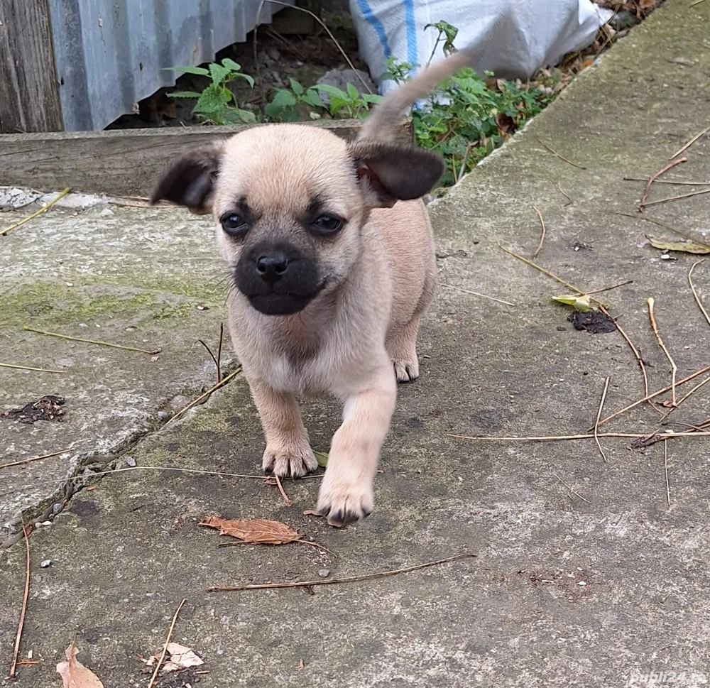 Vând câini talie mică