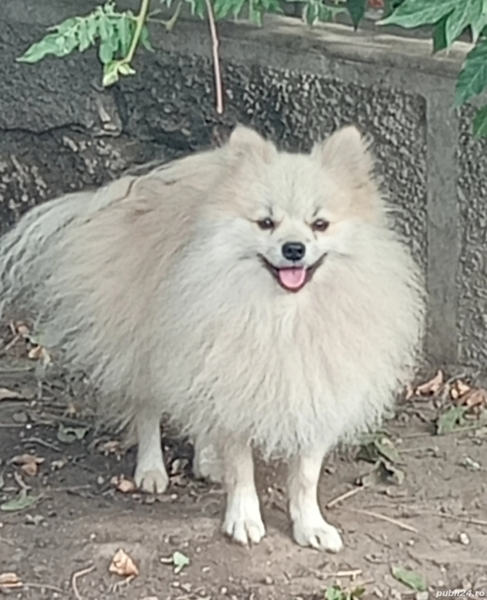 Mascul pomeranian cu pedigree F.C.I Mascul pomeranian cu pedigree F.C.I