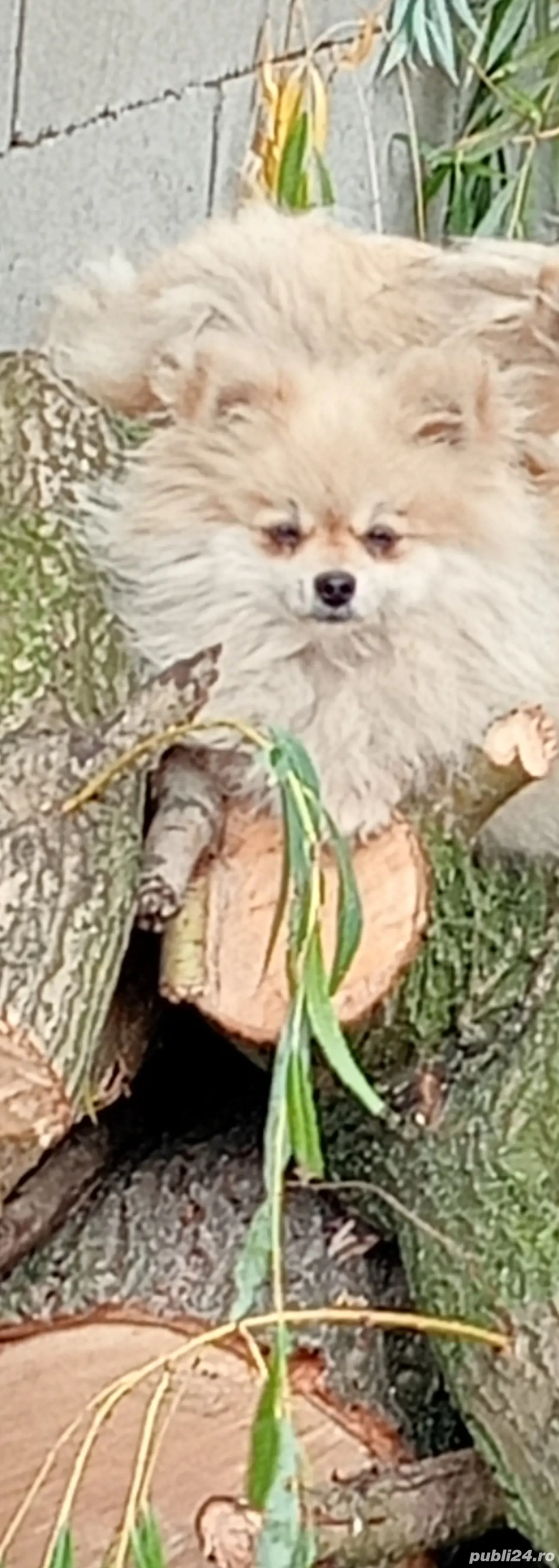 Femelă Pomeranian cu pedigree F.C.I talie mini  Femelă Pomeranian cu pedigree F.C.I talie mini