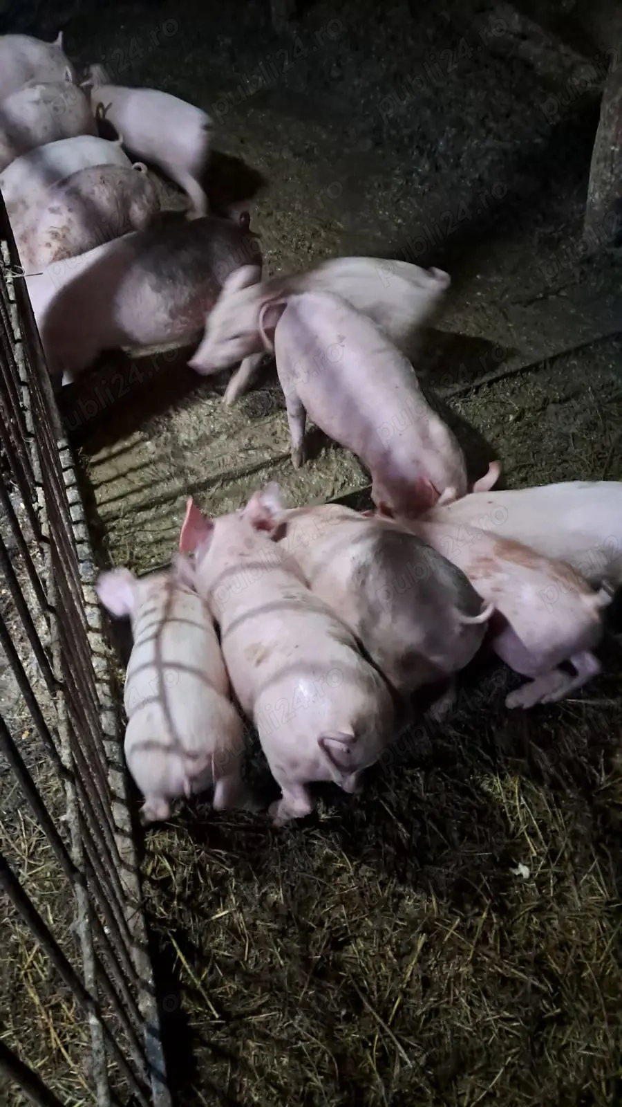 Vând purcei Vând purcei