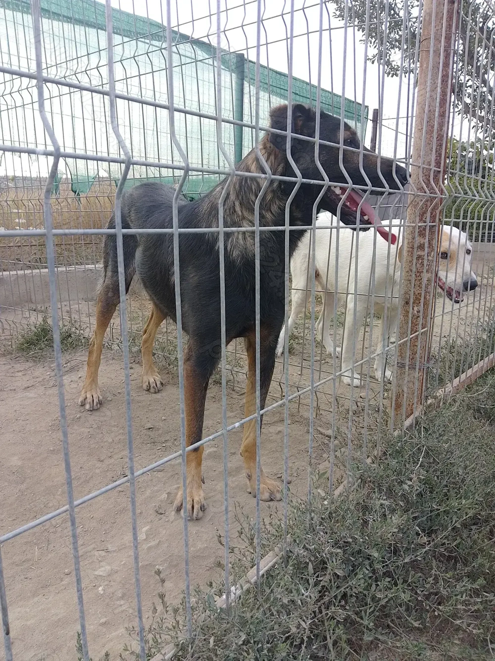 Donez gratuit cățelușa de vânătoare  Donez gratuit cățelușa de vânătoare