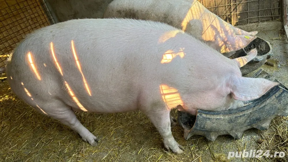 porc de vanzare 