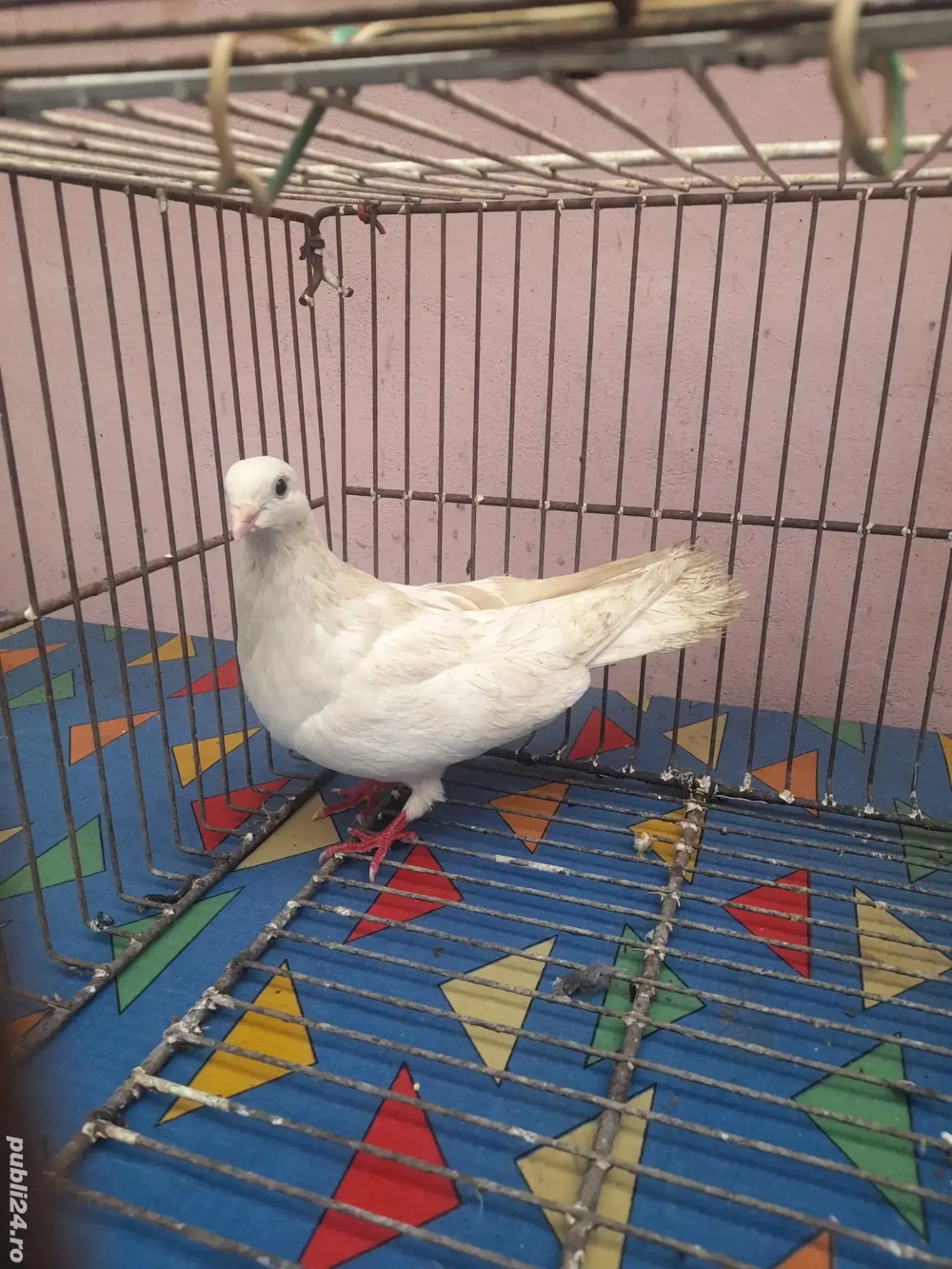 Galateni si Satineti 