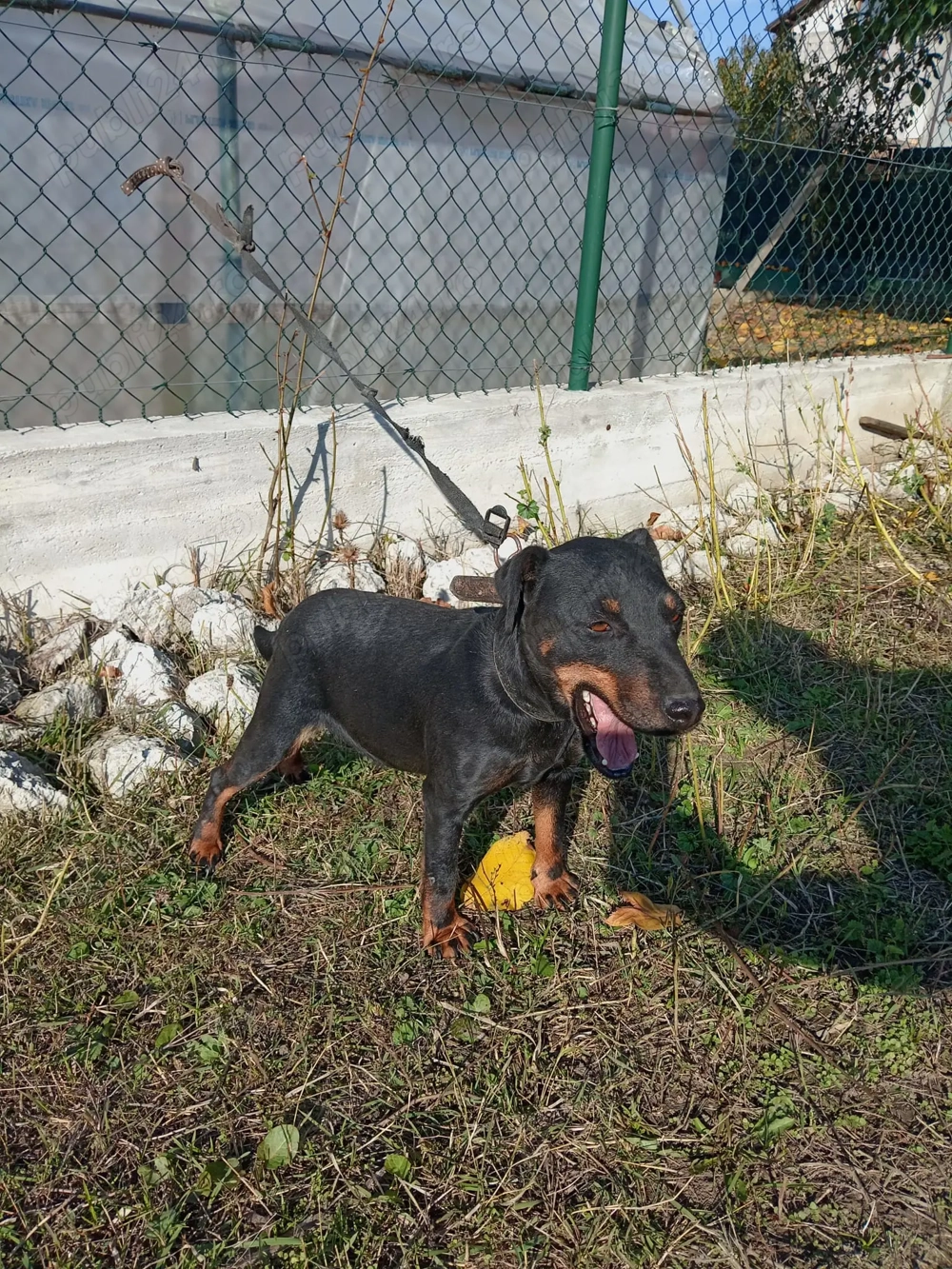 Jachterrier femela scoasă in teren 