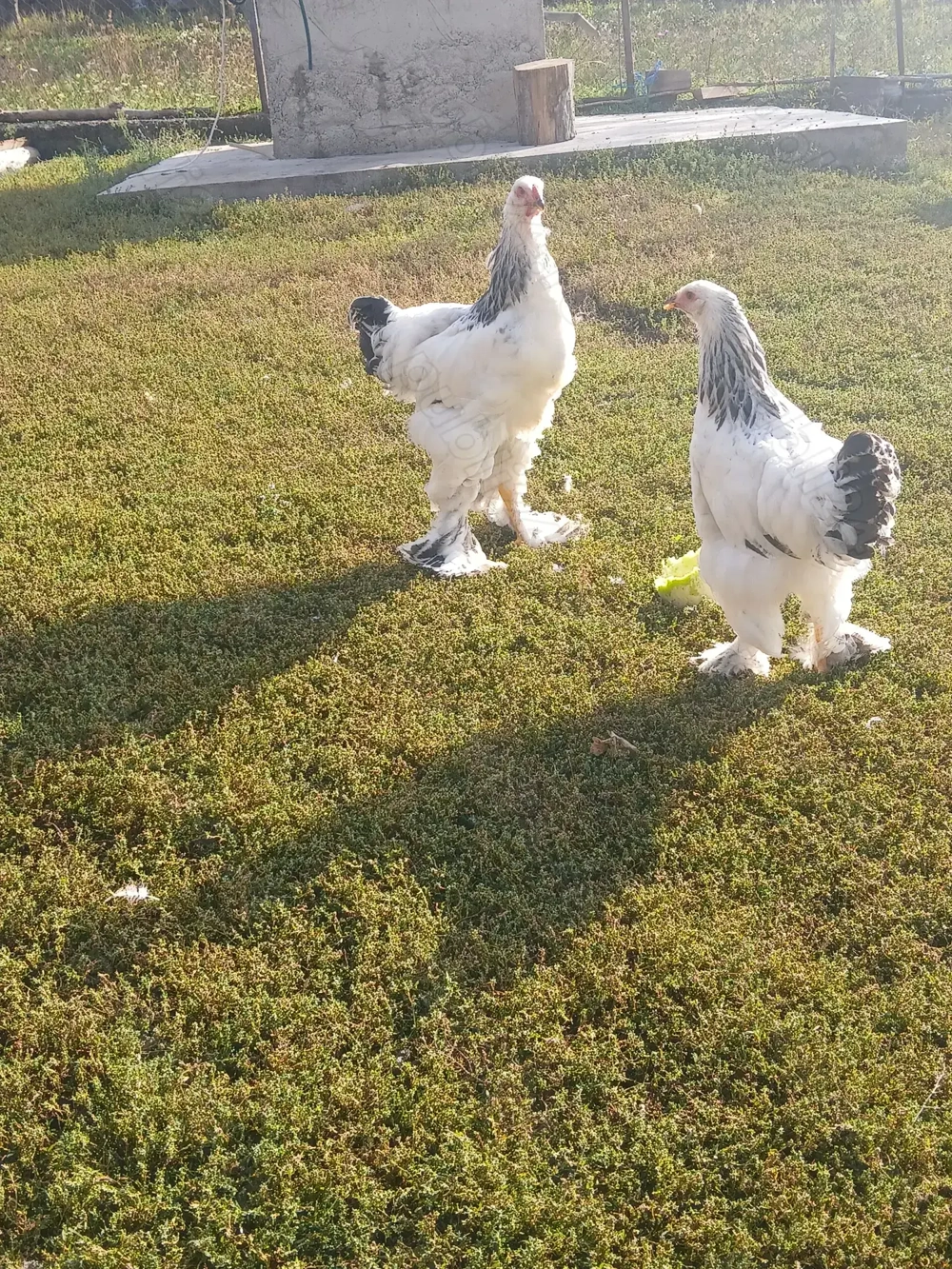 Vind pereche găini rasă brahma HD tineret. Vind pereche găini rasă brahma HD tineret.