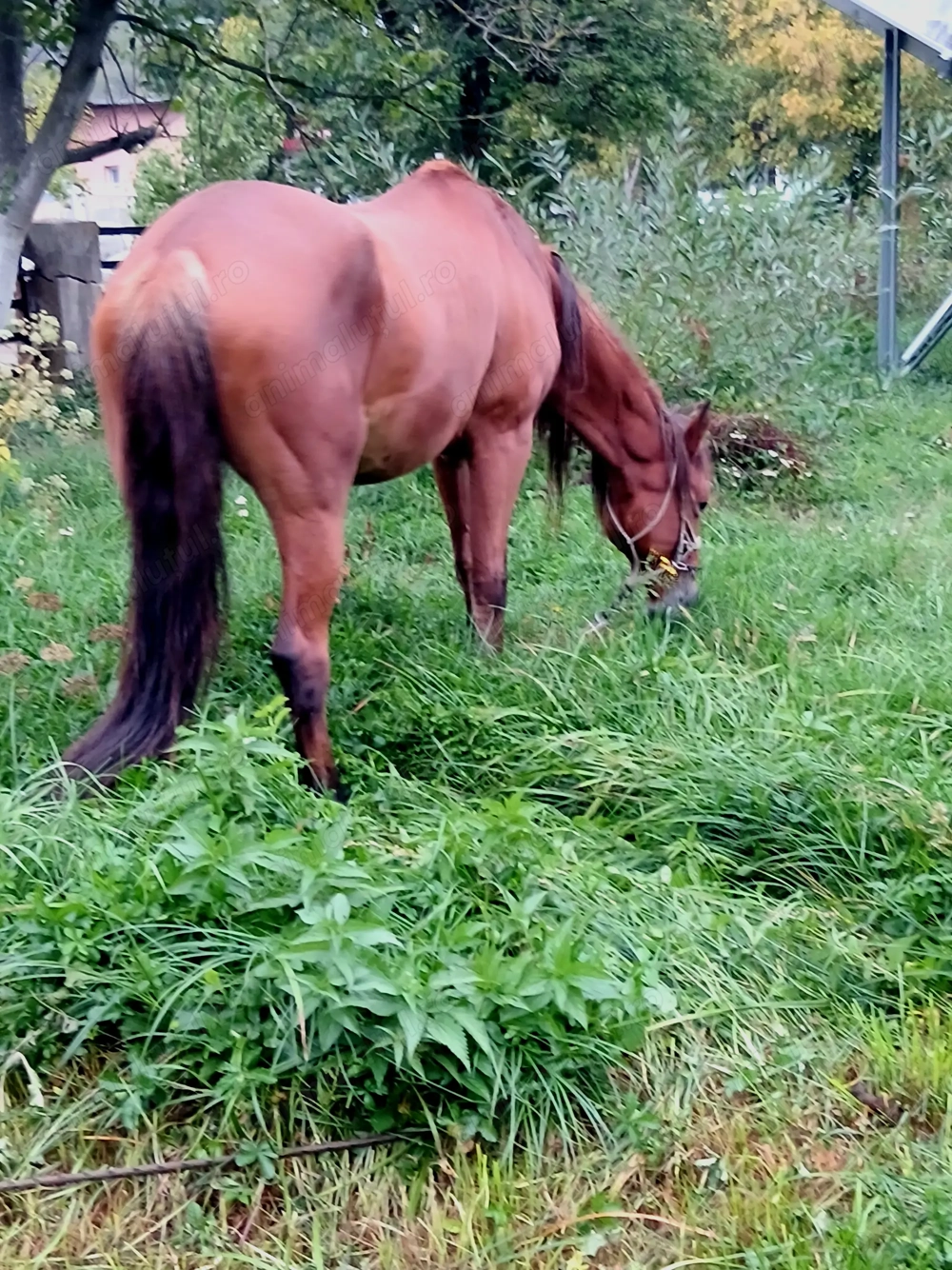 Schimb cu,oii sau alte animale..