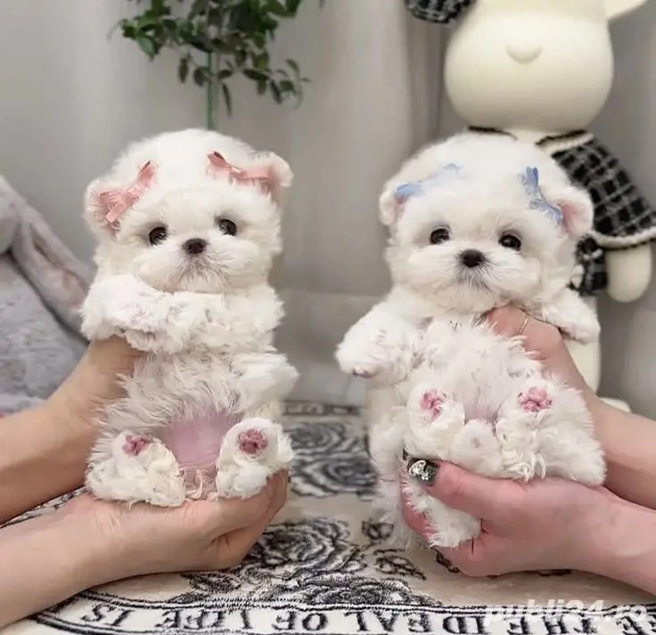 Bichon maltez mini toy 